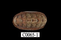 藏品(錦石鼈)的圖片